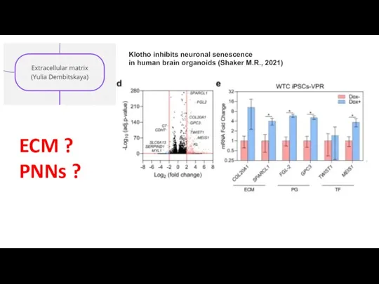 Klotho inhibits neuronal senescence in human brain organoids (Shaker M.R., 2021) ECM ? PNNs ?