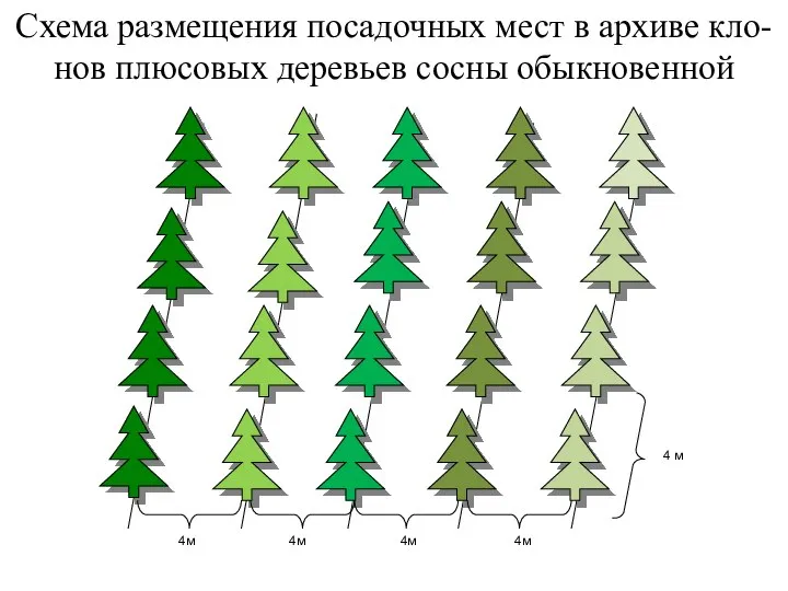 Схема размещения посадочных мест в архиве кло-нов плюсовых деревьев сосны обыкновенной 4м 4м 4м 4м