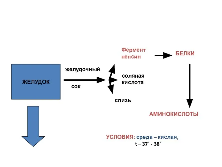 Пищеварение в желудке ЖЕЛУДОК желудочный сок Фермент пепсин соляная кислота слизь БЕЛКИ