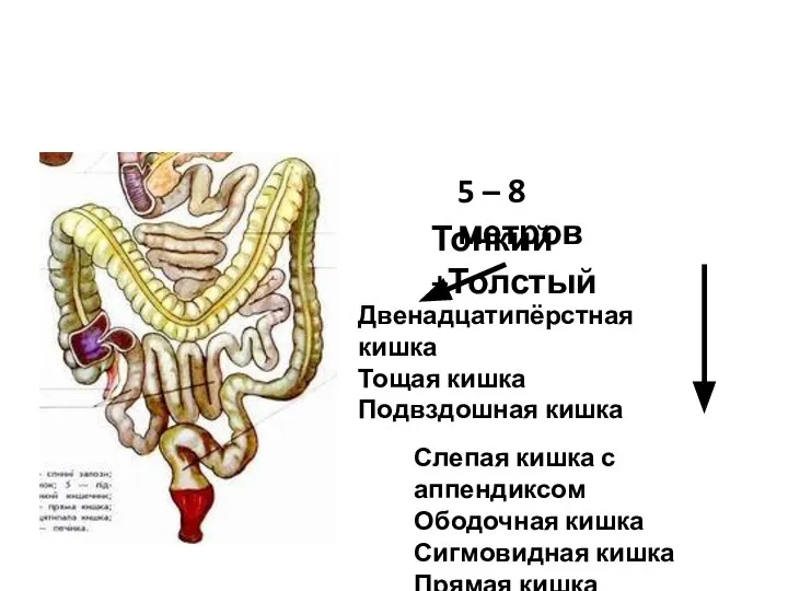 Кишечник 5 – 8 метров Двенадцатипёрстная кишка Тощая кишка Подвздошная кишка Тонкий