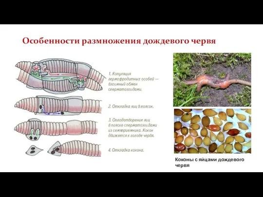 Особенности размножения дождевого червя Коконы с яйцами дождевого червя