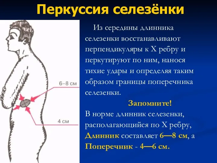 Из середины длинника селезенки восстанавливают перпендикуляры к X ребру и перкутируют по