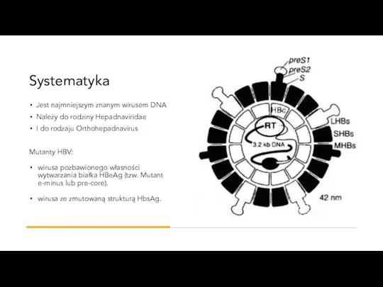 Systematyka Jest najmniejszym znanym wirusem DNA Należy do rodziny Hepadnaviridae I do