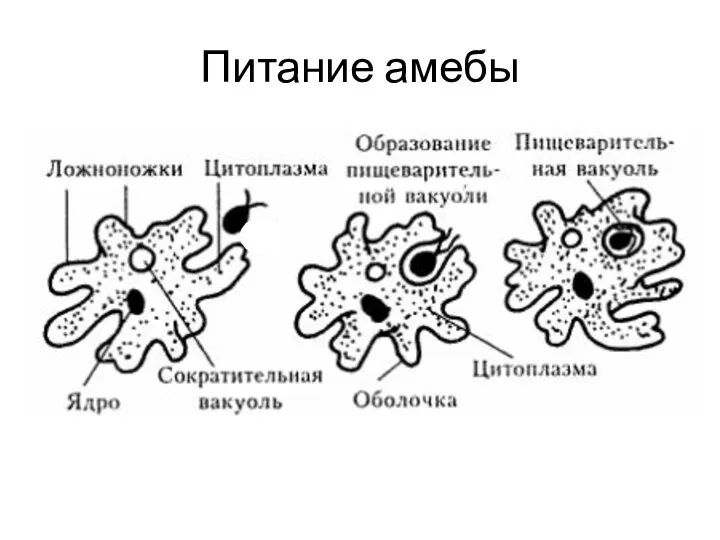 Питание амебы