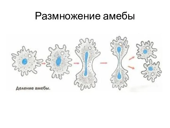 Размножение амебы