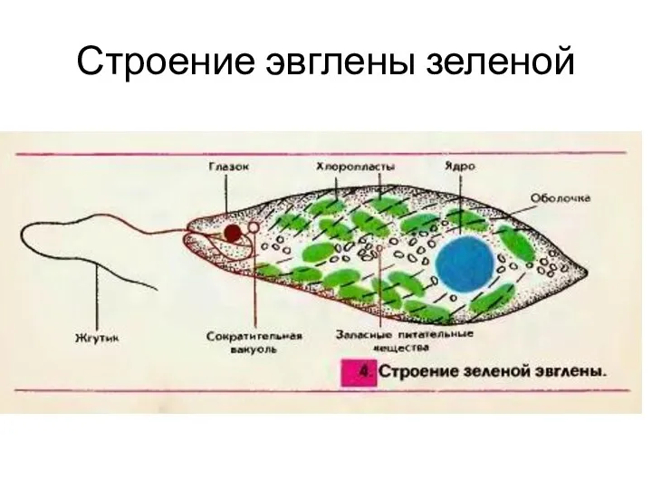 Строение эвглены зеленой