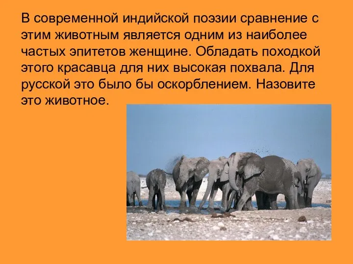 В современной индийской поэзии сравнение с этим животным является одним из наиболее