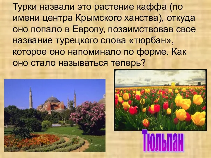Турки назвали это растение каффа (по имени центра Крымского ханства), откуда оно