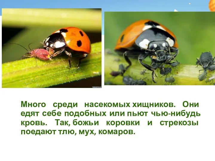 Много среди насекомых хищников. Они едят себе подобных или пьют чью-нибудь кровь.