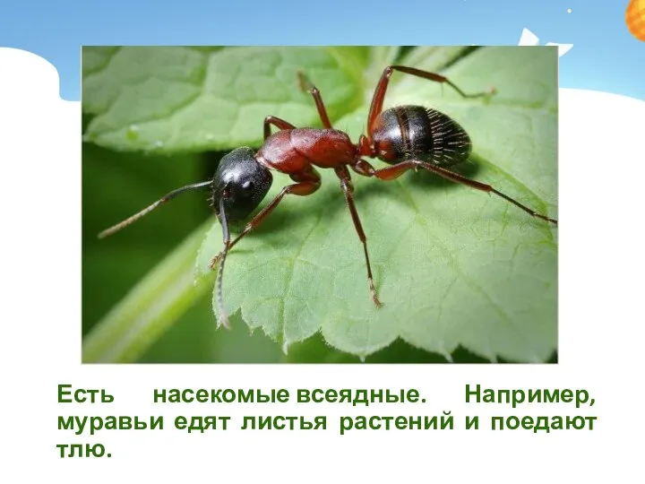 Есть насекомые всеядные. Например, муравьи едят листья растений и поедают тлю.