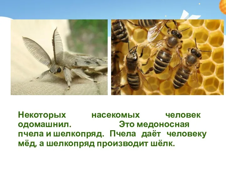 Некоторых насекомых человек одомашнил. Это медоносная пчела и шелкопряд. Пчела даёт человеку