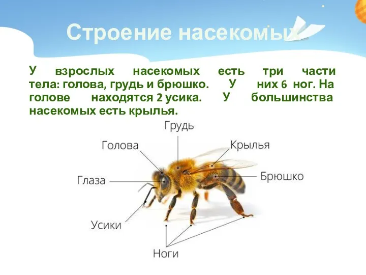 Строение насекомых У взрослых насекомых есть три части тела: голова, грудь и