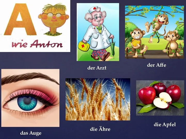 die Apfel der Affe der Arzt die Ähre das Auge