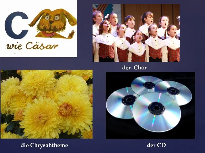 die Chrysahtheme der Chor der CD