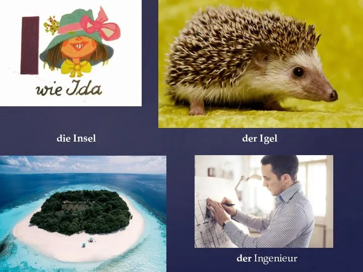 der Igel die Insel der Ingenieur