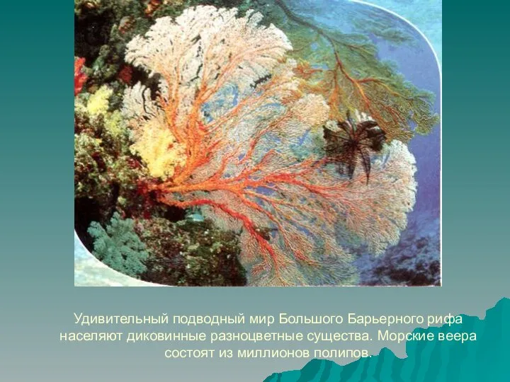 Удивительный подводный мир Большого Барьерного рифа населяют диковинные разноцветные существа. Морские веера состоят из миллионов полипов.