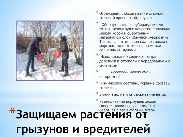 Ограждения, обматывание стволом колючей проволокой, «пугала» Обернуть стволы рубероидом или толем, используя