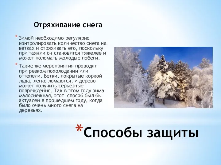 Отряхивание снега Зимой необходимо регулярно контролировать количество снега на ветках и стряхивать