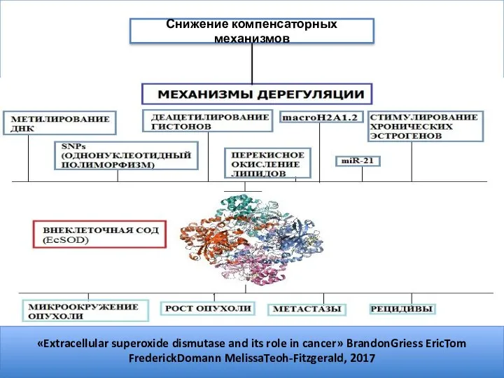 Снижение компенсаторных механизмов «Extracellular superoxide dismutase and its role in cancer» BrandonGriess EricTom FrederickDomann MelissaTeoh-Fitzgerald, 2017