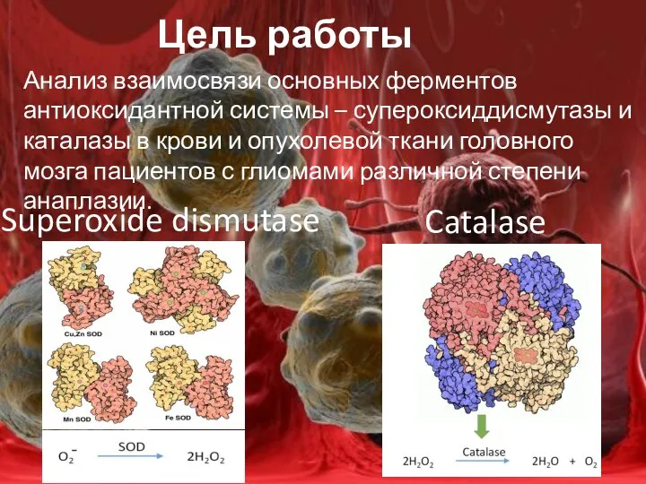 Цель работы Анализ взаимосвязи основных ферментов антиоксидантной системы – супероксиддисмутазы и каталазы