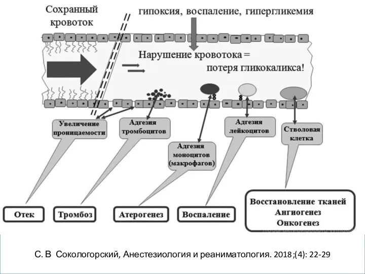 С. В. Сокологорский, Анестезиология и реаниматология. 2018;(4): 22-29