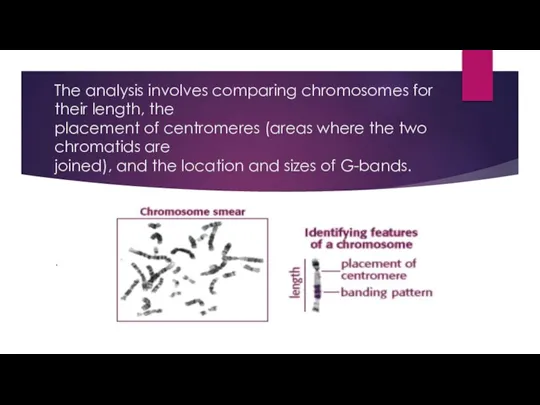 The analysis involves comparing chromosomes for their length, the placement of centromeres