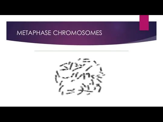 METAPHASE CHROMOSOMES