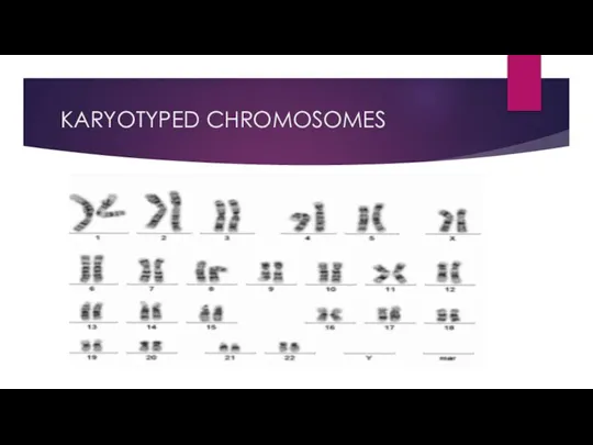 KARYOTYPED CHROMOSOMES
