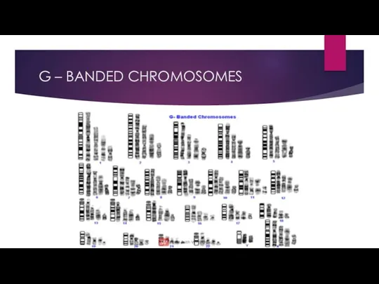 G – BANDED CHROMOSOMES