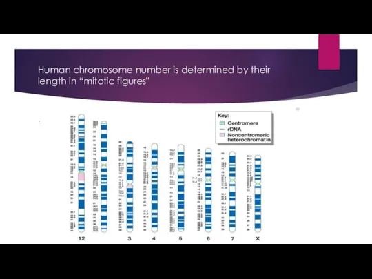 Human chromosome number is determined by their length in “mitotic figures" .