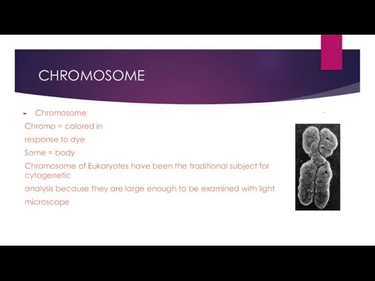 CHROMOSOME Chromosome Chromo = colored in response to dye Some = body