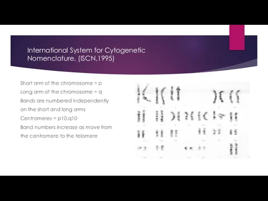 International System for Cytogenetic Nomenclature, (ISCN,1995) Short arm of the chromosome =
