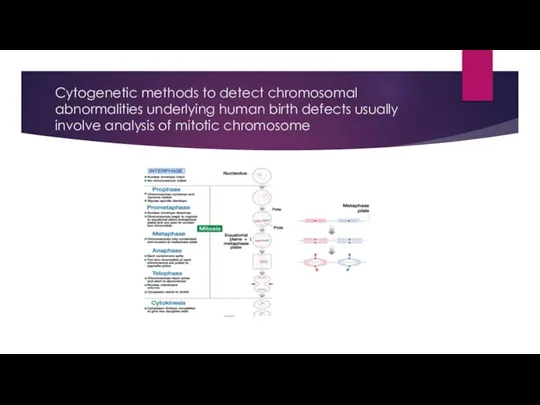 Cytogenetic methods to detect chromosomal abnormalities underlying human birth defects usually involve analysis of mitotic chromosome