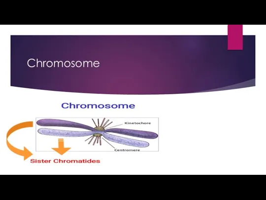 Chromosome .