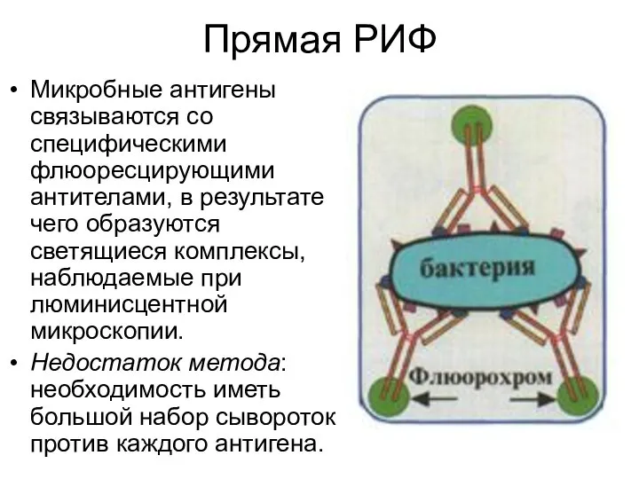 Прямая РИФ Микробные антигены связываются со специфическими флюоресцирующими антителами, в результате чего