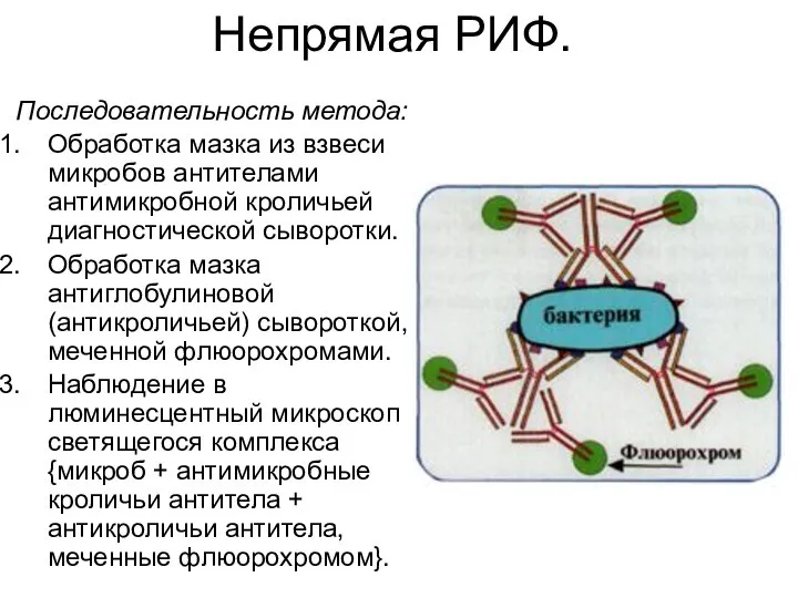 Непрямая РИФ. Последовательность метода: Обработка мазка из взвеси микробов антителами антимикробной кроличьей