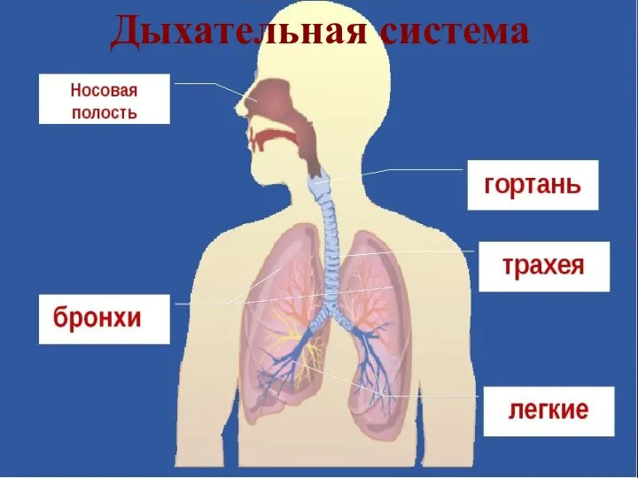 Органы дыхания Дыхательная система