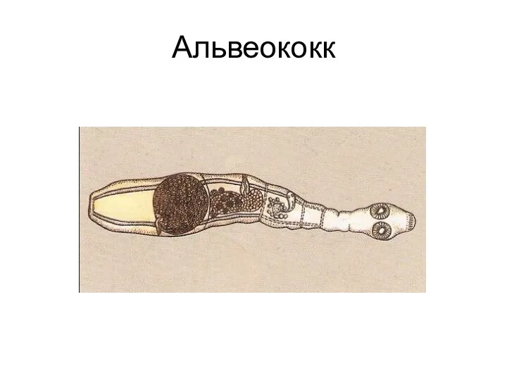 Альвеококк