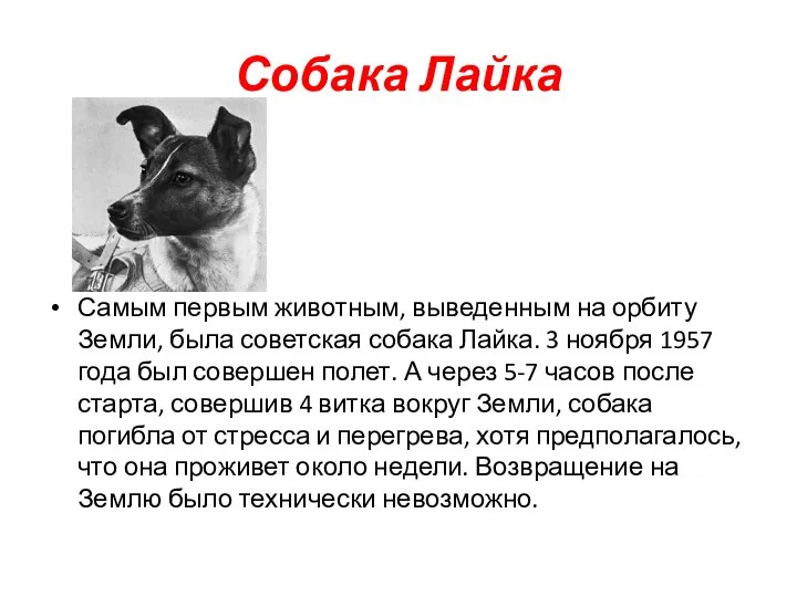 Собака Лайка Самым первым животным, выведенным на орбиту Земли, была советская собака