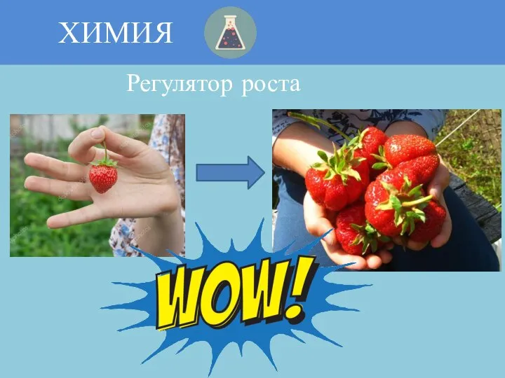 ХИМИЯ Регулятор роста