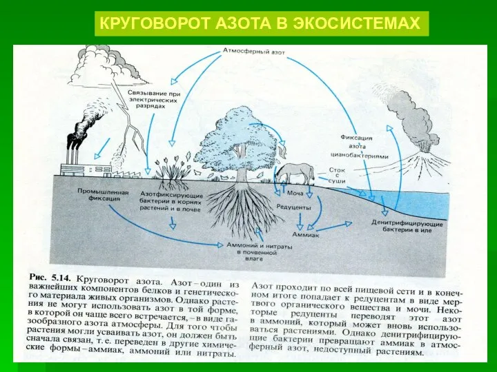 КРУГОВОРОТ АЗОТА В ЭКОСИСТЕМАХ