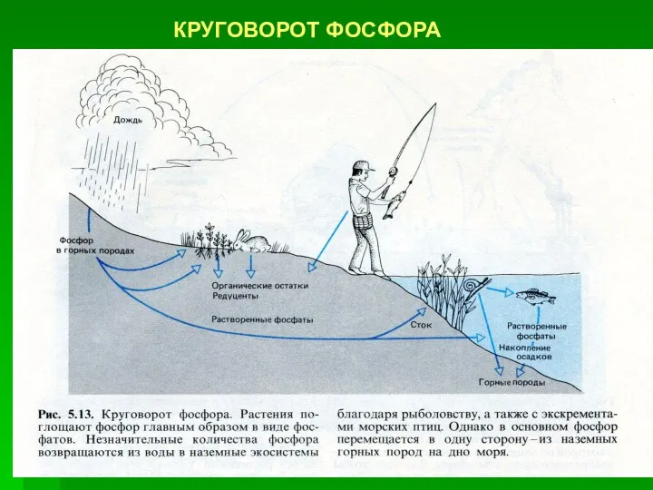 КРУГОВОРОТ ФОСФОРА