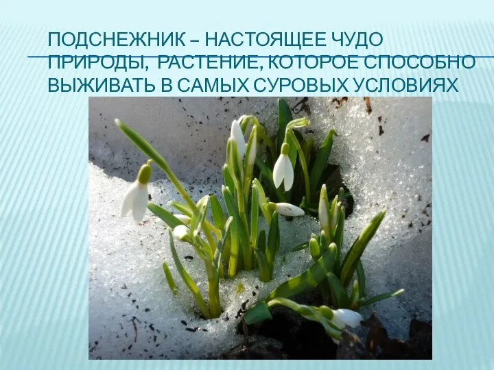 ПОДСНЕЖНИК – НАСТОЯЩЕЕ ЧУДО ПРИРОДЫ, РАСТЕНИЕ, КОТОРОЕ СПОСОБНО ВЫЖИВАТЬ В САМЫХ СУРОВЫХ УСЛОВИЯХ