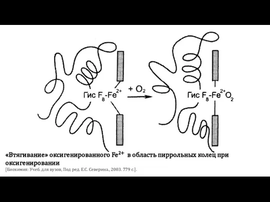 «Втягивание» оксигенированного Fe2+ в область пиррольных колец при оксигенировании [Биохимия: Учеб. для