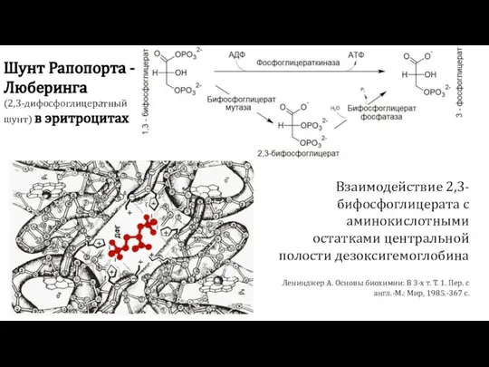 Шунт Рапопорта -Люберинга (2,3-дифосфоглицератный шунт) в эритроцитах Взаимодействие 2,3-бифосфоглицерата с аминокислотными остатками