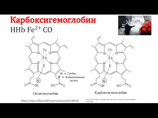 https://sibac.info/conf/naturscience/xviii/38210 http://22.mchs.gov.ru/upload/site67/document_news/aUx1rZp55N-big-reduce350.jpg Карбоксигемоглобин ННb Fe2+ СО