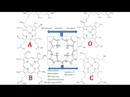 В А О С Цитохром С - оксидаза Бактерии Гемоглобин Миоглобин NO-синтазы