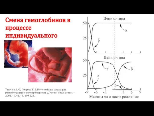 Смена гемоглобинов в процессе индивидуального развития Топунов А. Ф., Петрова Н. Э.