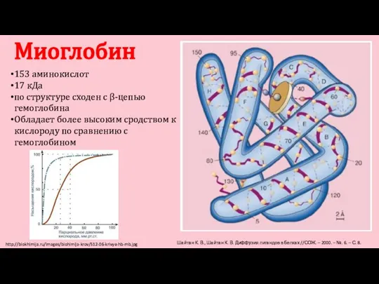 Миоглобин http://biokhimija.ru/images/biohimija-krov/S12-06-krivye-hb-mb.jpg 153 аминокислот 17 кДа по структуре сходен с β-цепью гемоглобина