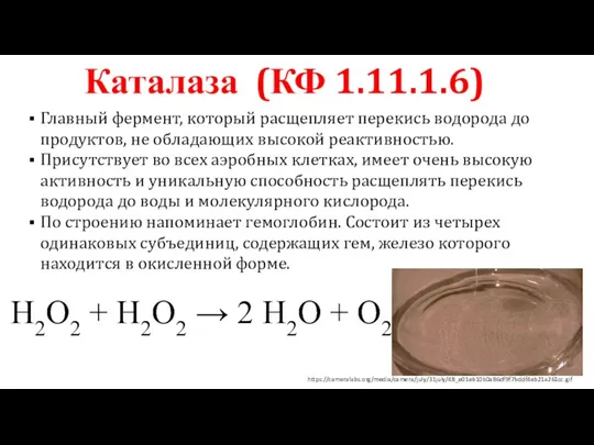 Каталаза (КФ 1.11.1.6) Главный фермент, который расщепляет перекись водорода до продуктов, не